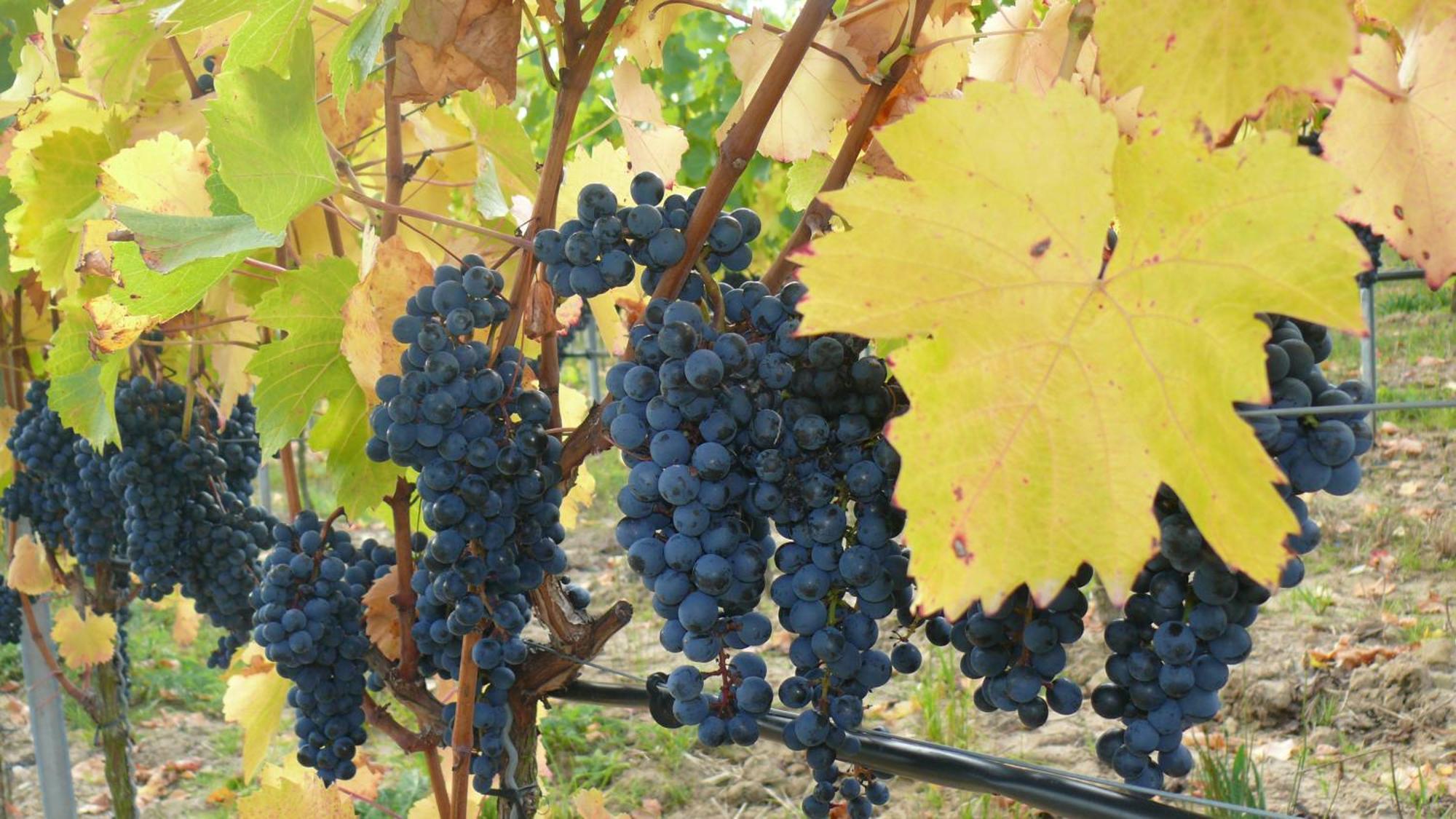 Weingut Herbert Kram Nordheim am Main Bagian luar foto